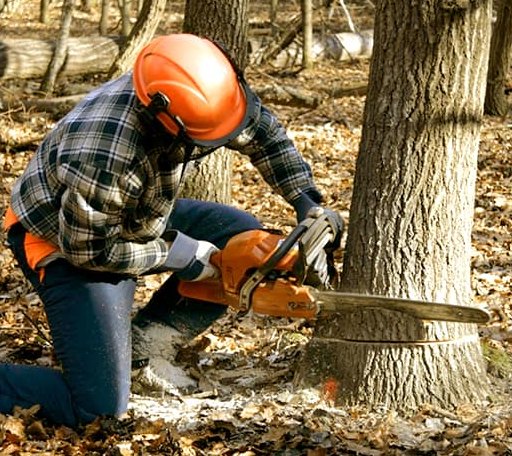 Tree Removal in Crockett, TX